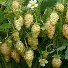 Red Longan Fruit Seeds - Bring Vibrancy and Tropical Charm to Your Garden Oasis 100 pcs